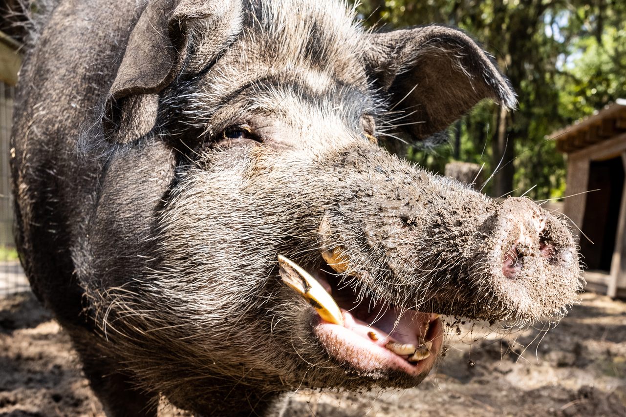 Saving the Hogs of Ossabaw Island