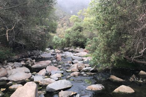 Elfin Forest