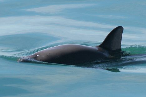 The World's Smallest Porpoises Might Soon Be Extinct