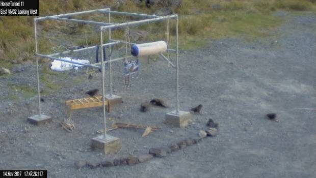 A video screen grab shows the birds exploring their new gym.