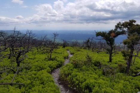 Low shrubs influenced by cave microclimate.