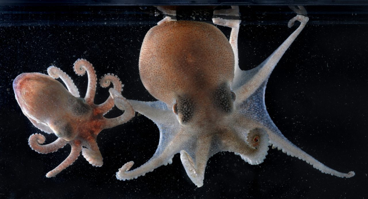 Two Antarctic octopuses of the genus <em>Pareledone</em> from the continental shelf of the Bellingshausen Sea. 