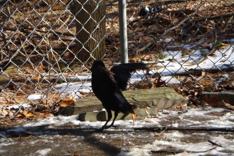 Nugget the crow, practicing her routine.