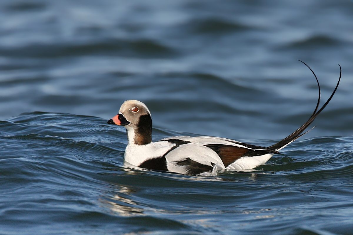 The name of the long-tailed duck was changed in 2000. 
