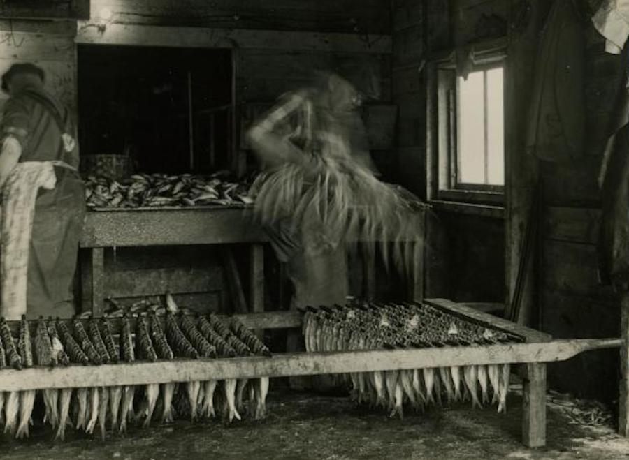 Workers stringing herring in the pickling shed, circa 1964.