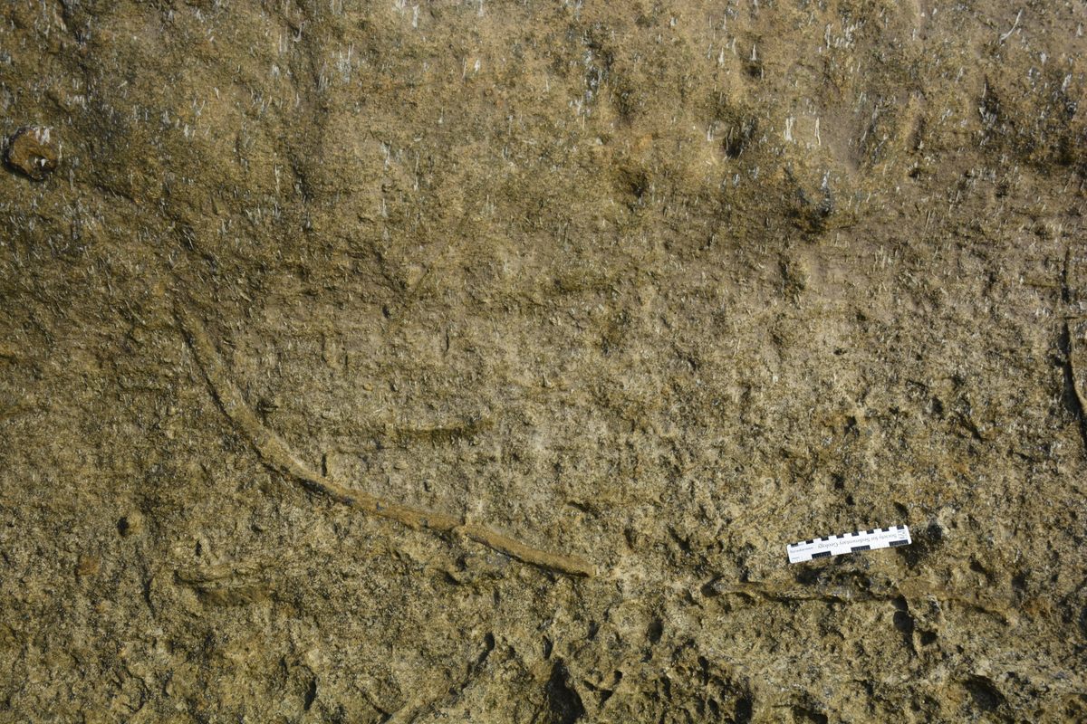 Below their funnel-shaped openings, the ancient burrows swoop sideways.