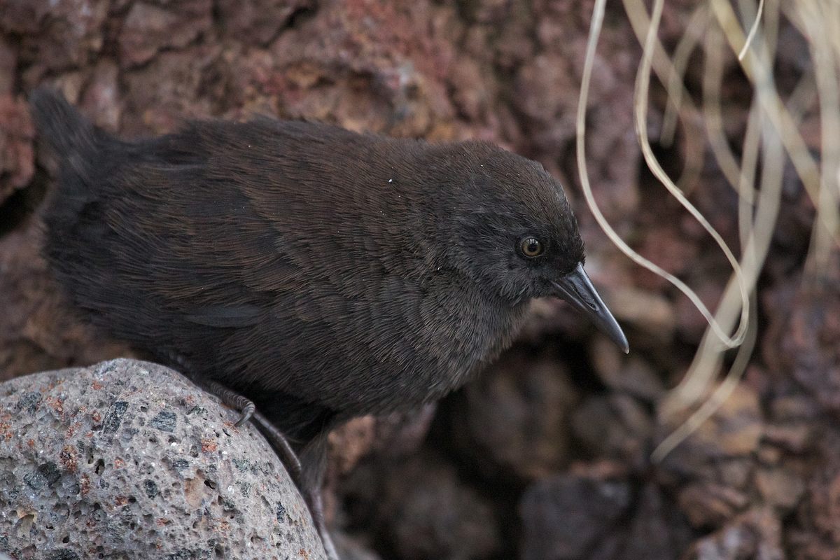 An Inaccessible rail (<em>Atlantisia rogersi</em>).