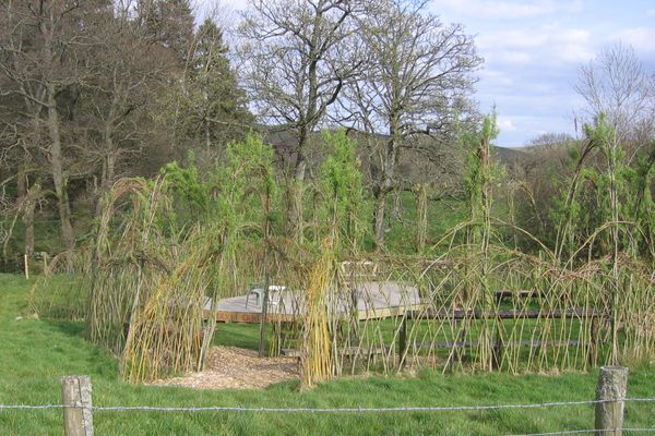 The Willow Globe shortly after it was planted