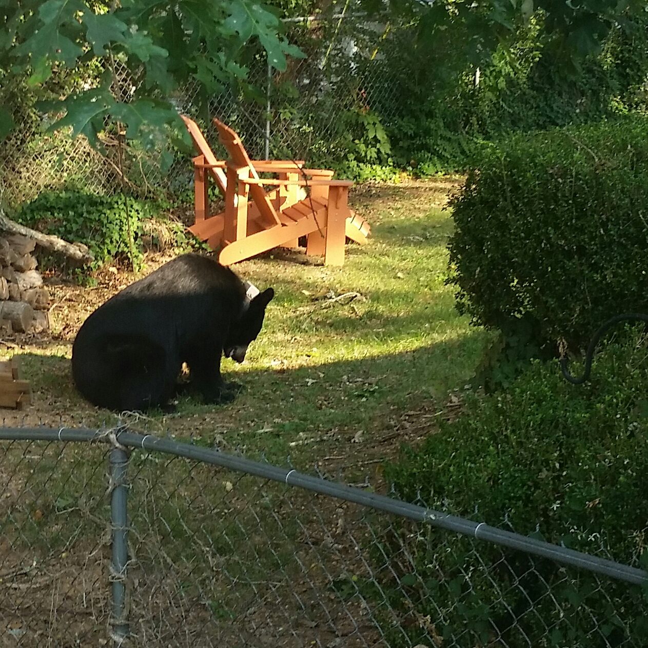 Another bear at Boll's, munching on acorns.