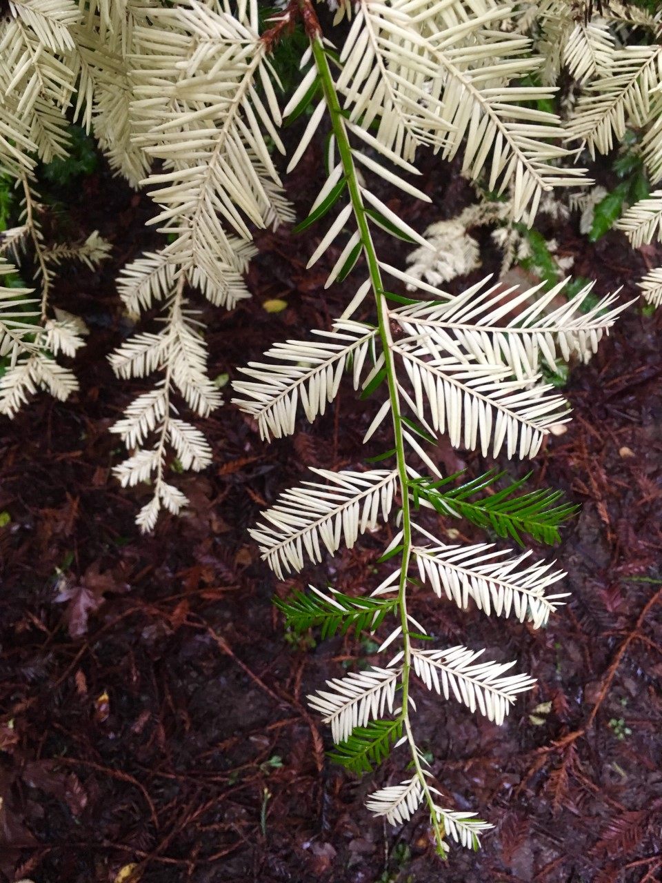 In Sonoma County, the branch of a chimera redwood includes both colorless, albino leaves and bright green leaves rich in chlorophyll.