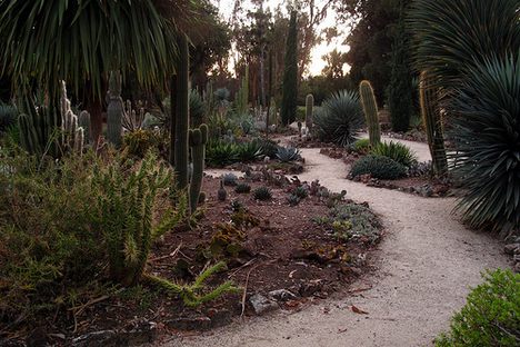 Arizona Cactus Garden
