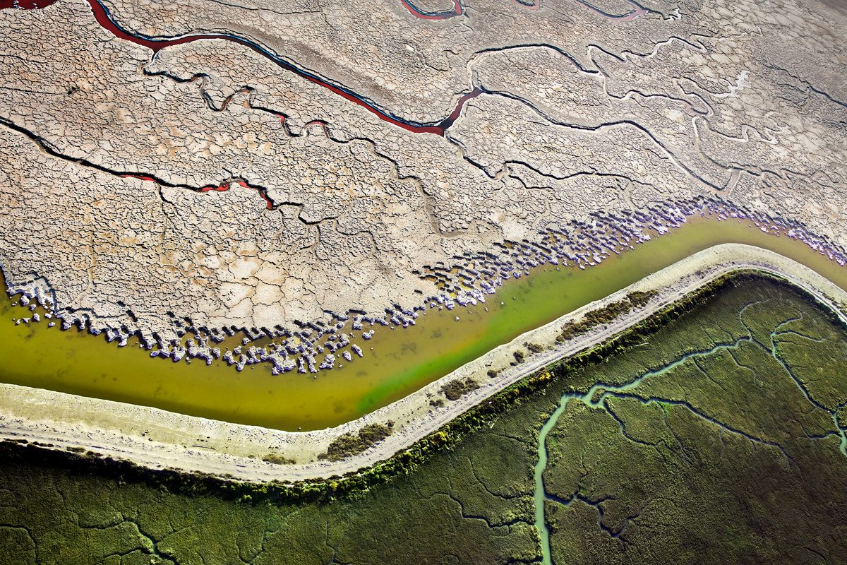 A levee divides a parched salt pond from a burgeoning wetland.