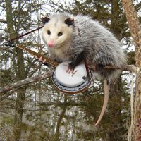 Profile image for punk opossum