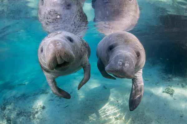 See manatees, Florida’s signature gentle giants, at the seven-mile-long Crystal River in the west central part of the state.