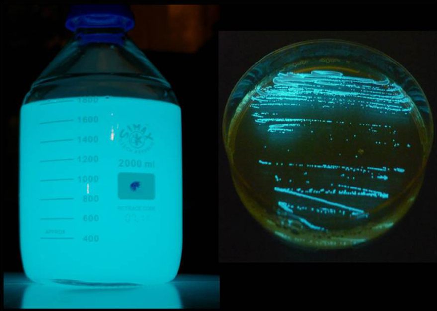 ANTARES has been used for the study of bioluminescent bacteria.