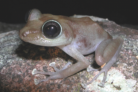 The diminutive coquí guajón, or Puerto Rican rock frog, lives in the southeastern part of the island.&nbsp;