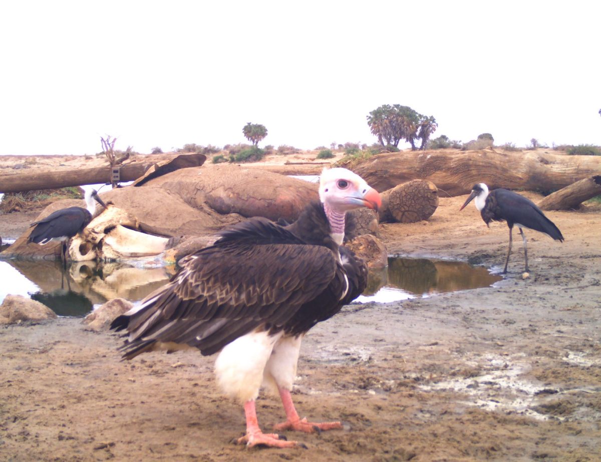 A white-headed vulture with a pair of wooly-necked storks in the background at the river carcass.