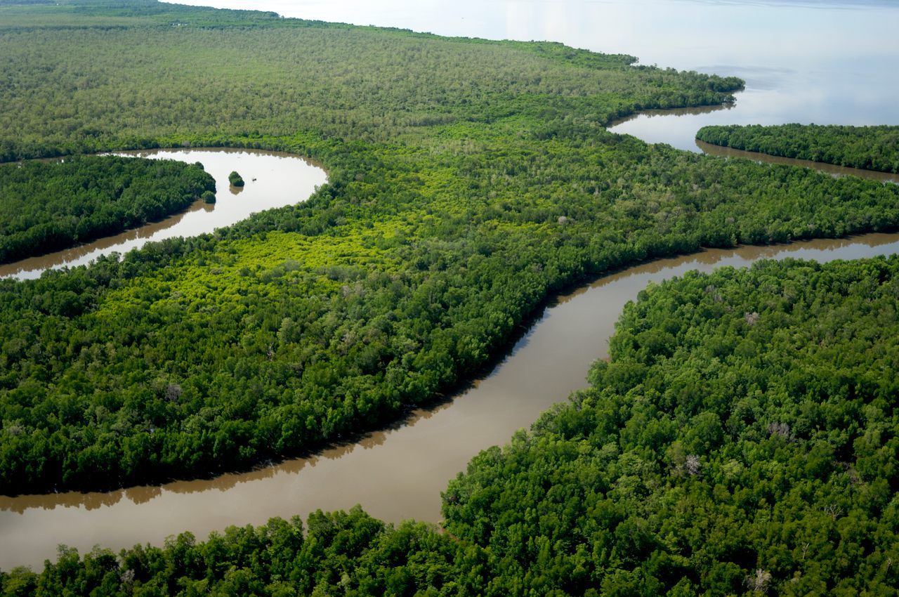 Mangrove ecosystems such as this one in Cambodia's Koh Kong are rich in biodiversity but are increasingly impacted by human activity.