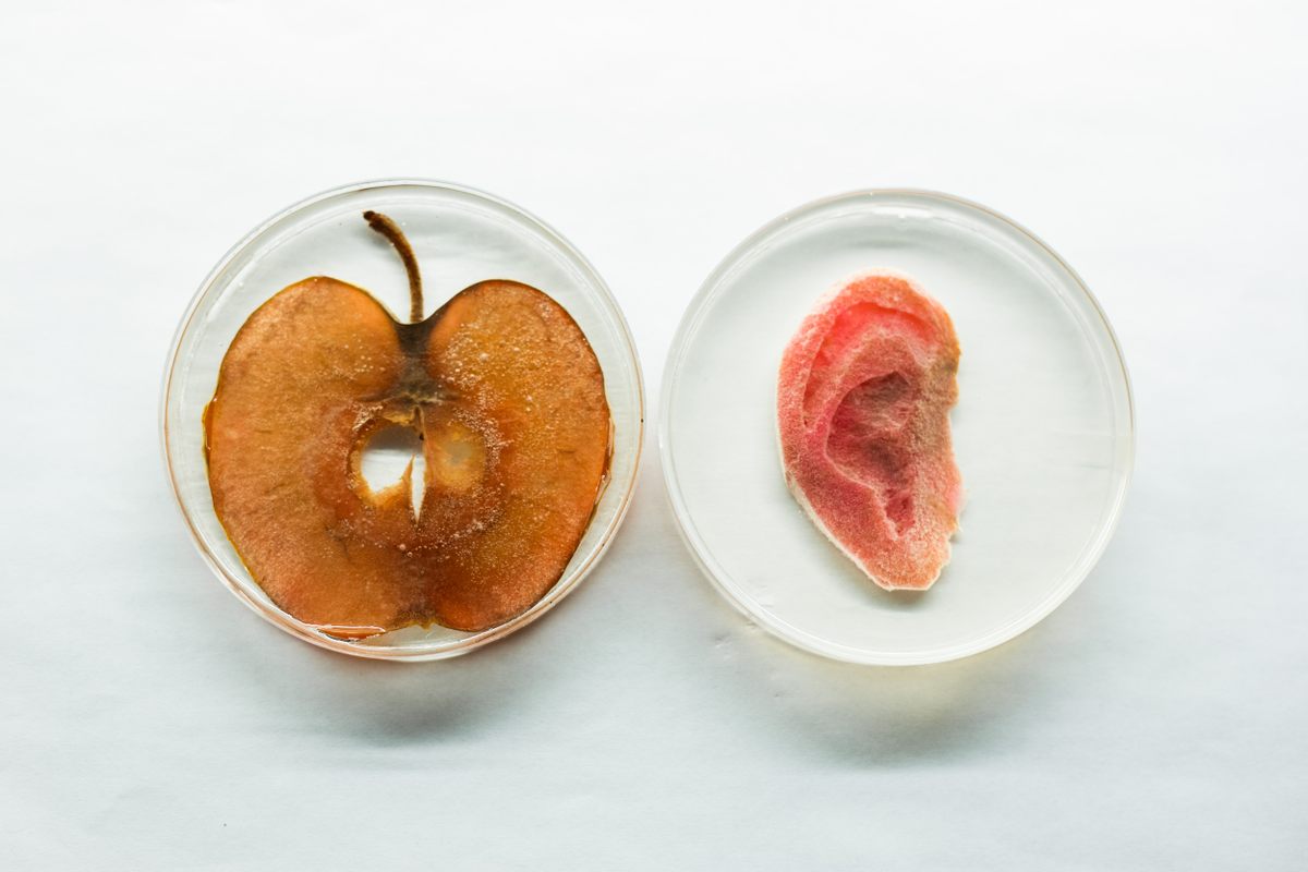 A decellularized apple transformed into an artificial ear (right).