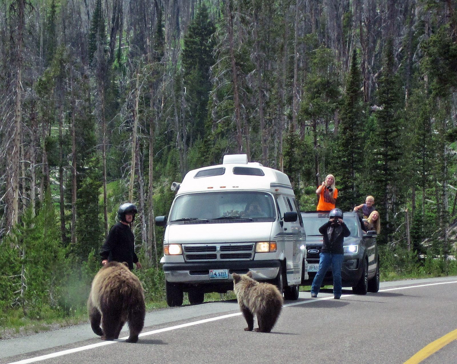 Nonconsumptive advocates, photographing grizzlies outside Yellowstone.