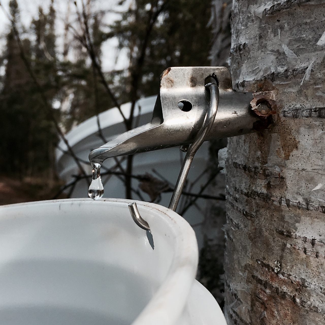 Birch sap drops into a bucket.