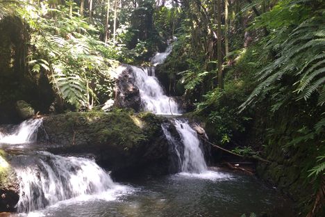 Hawaii Tropical Botanical Garden
