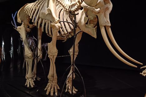 Elephant of Murten