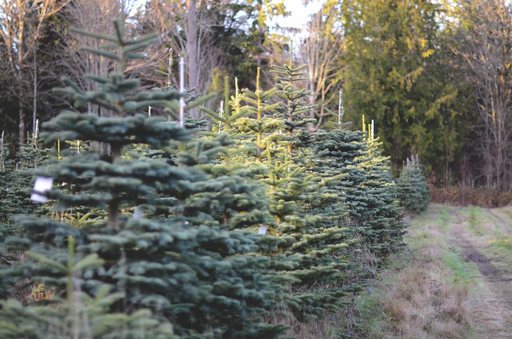 A Christmas tree farm.