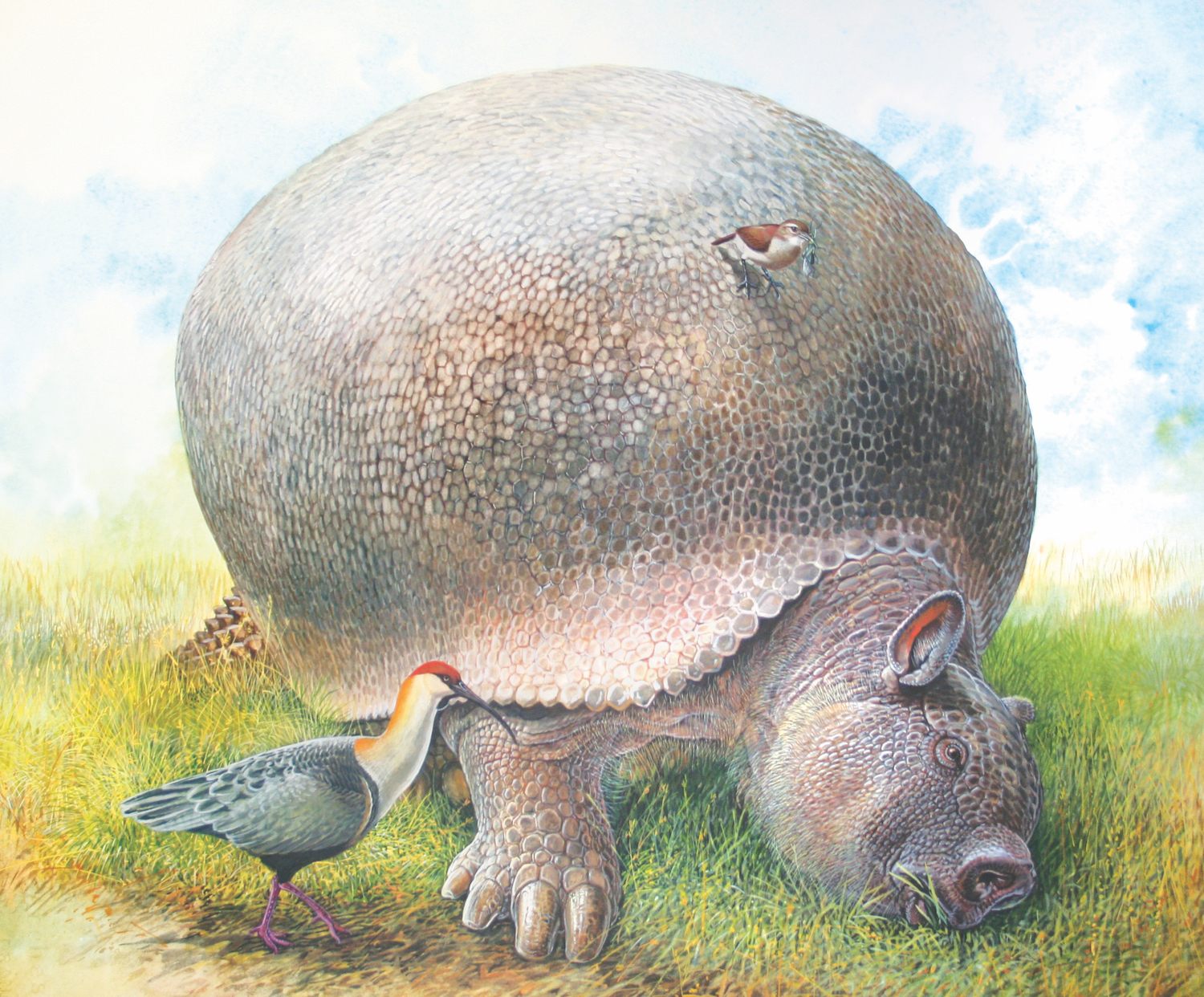 glyptodon vs armadillo