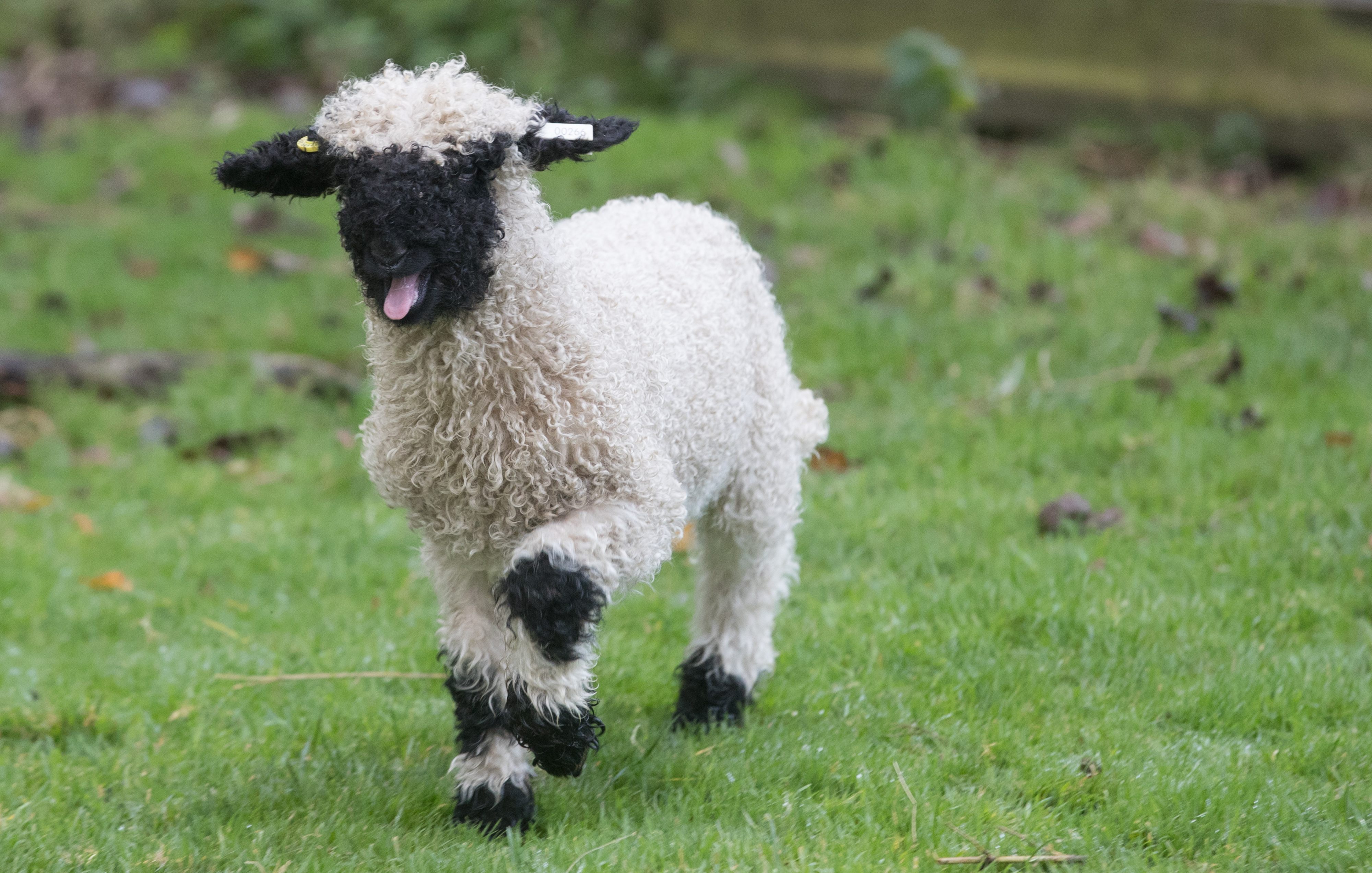 The Valais Blacknose.
