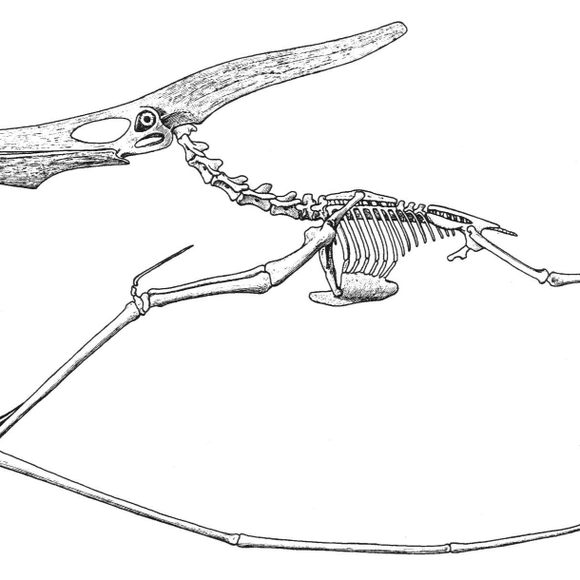 How to draw a PTERODACTYL pterosaur 