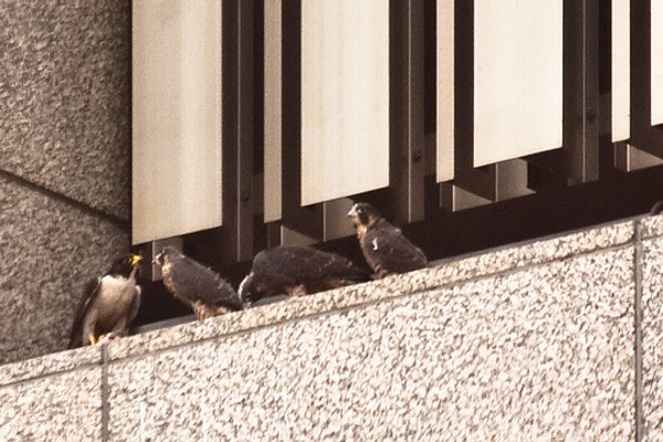 Dad and three juveniles on the PG&E building. Photo by brothergrimm on Flickr.
