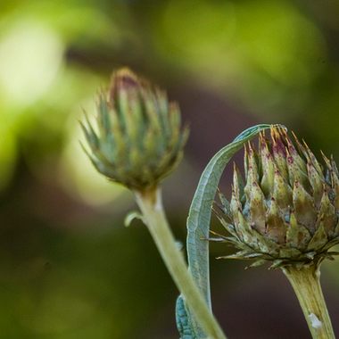 Some of the interesting flora in the garden.