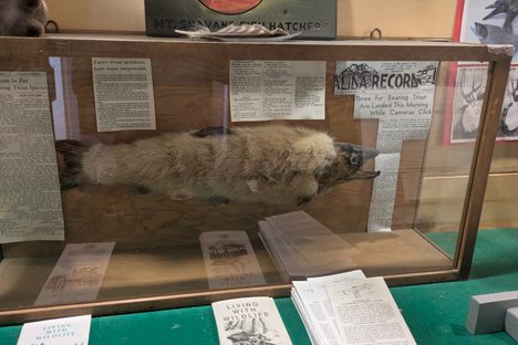 The Salida Fur-Bearing Trout