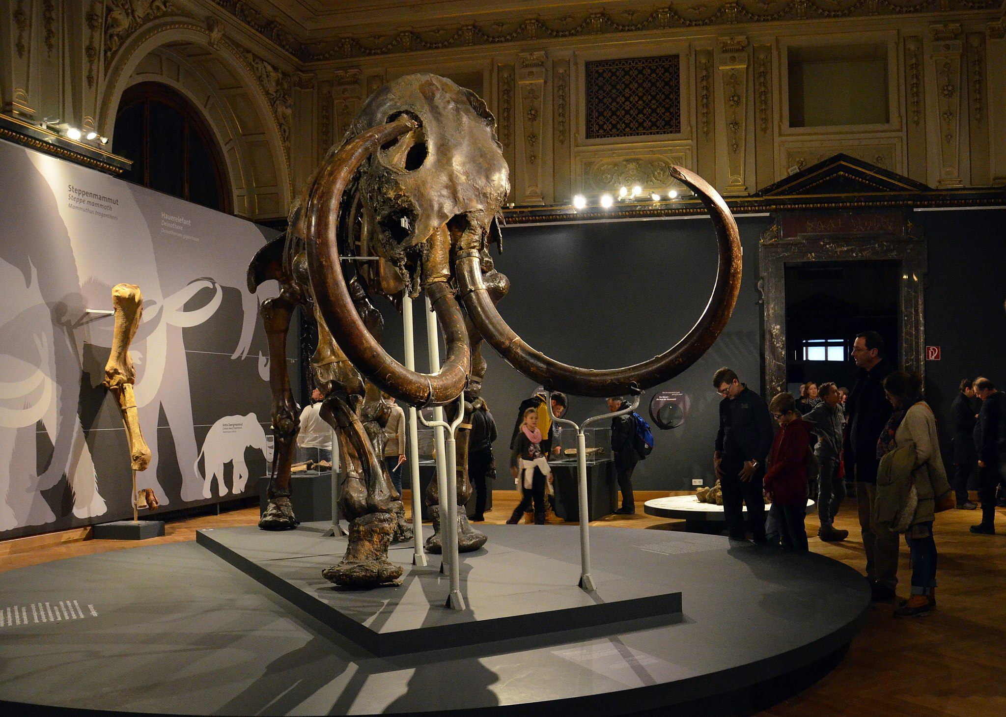 The Adams mammoth on display at the Natural History Museum Vienna.