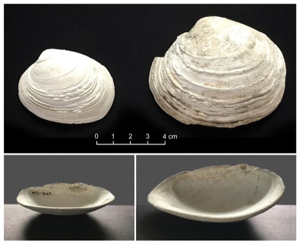 Archaeologists examined shells like these to determine how ancient clam gardens affected the shellfish population.