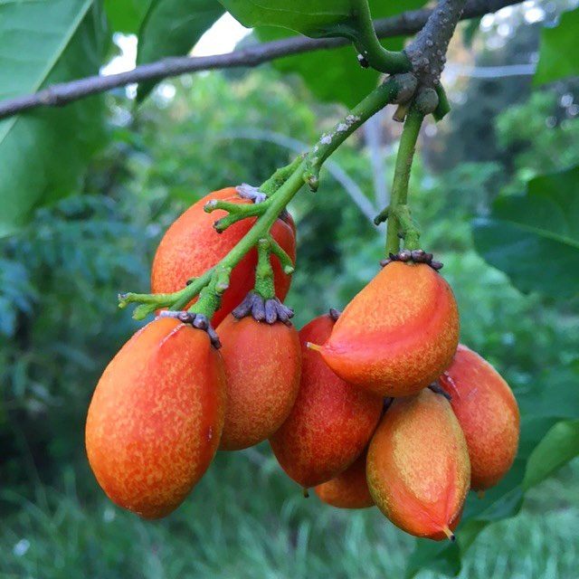 Ripe peanut butter fruit growing in the summer.