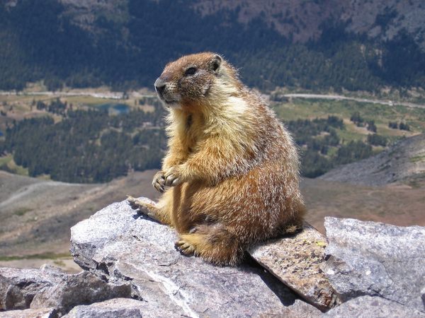 A Life of Solitude Makes Yellow Bellied Marmots Live Longer Atlas Obscura