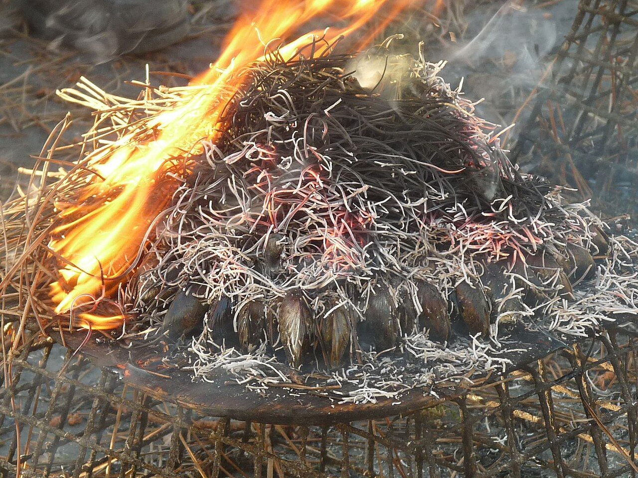 Éclade de moules, or mussels cooked under pine needles, is a feature at Powers's modern Order of Good Cheer feast.