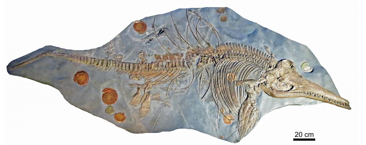 Found: The Largest Fossil Ever of an Ancient 'Sea Dragon' - Atlas Obscura