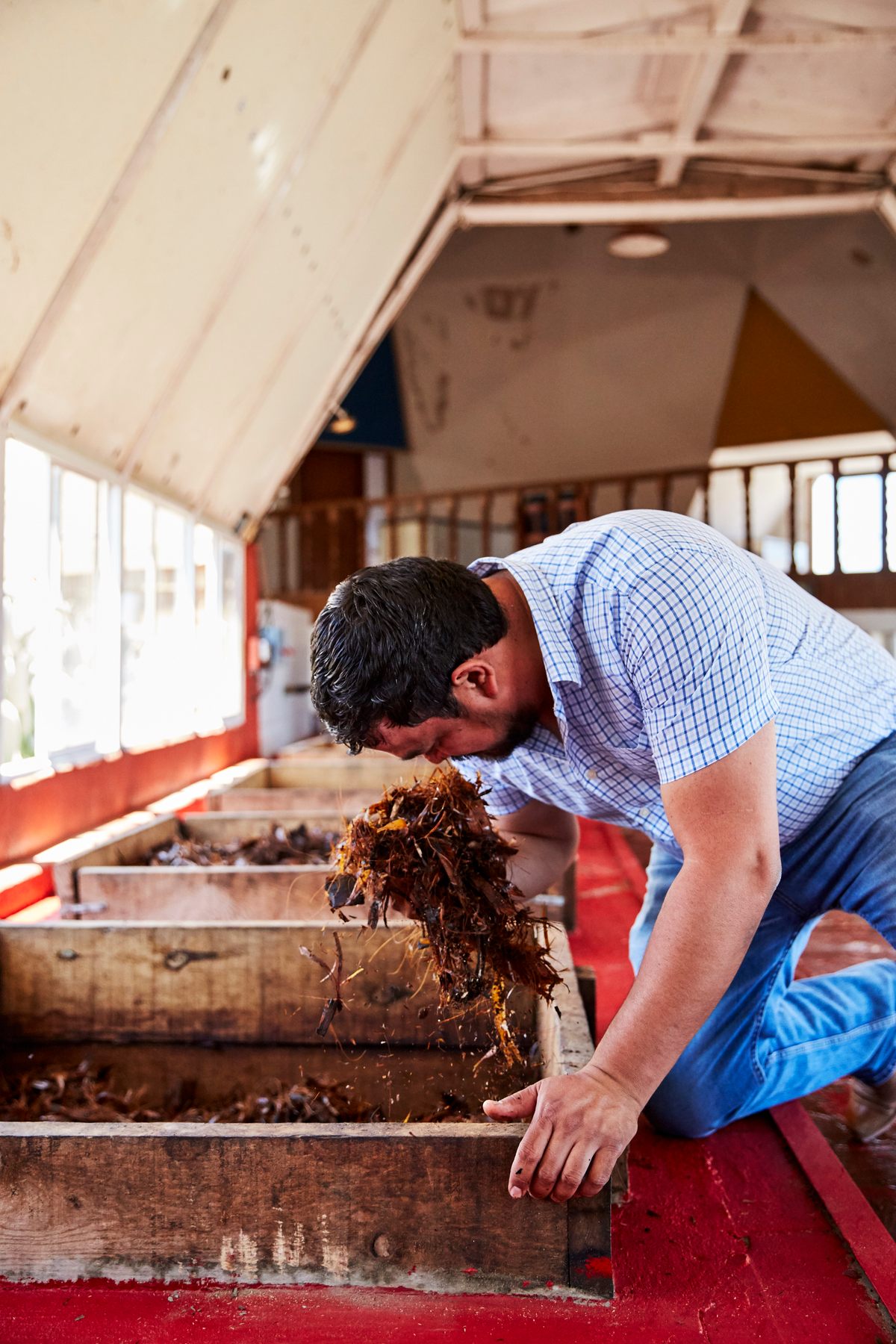The pit, or piña, of the roasted sotol is macerated and distilled for several weeks.