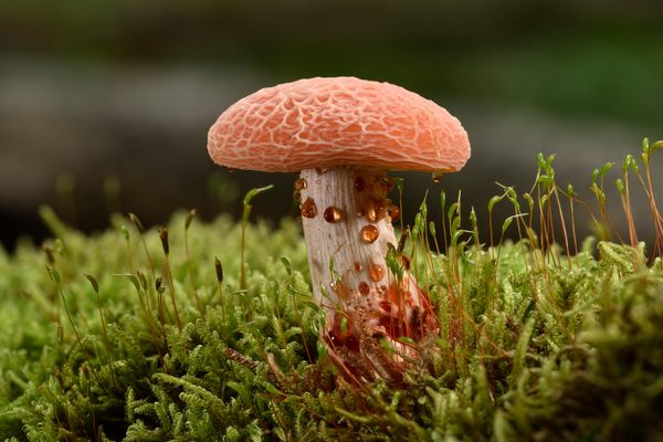Depending on who you ask, <em>Rhodotus palmatus</em> looks like a brain or a wrinkled peach.