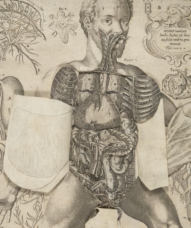 An anatomical flapbook