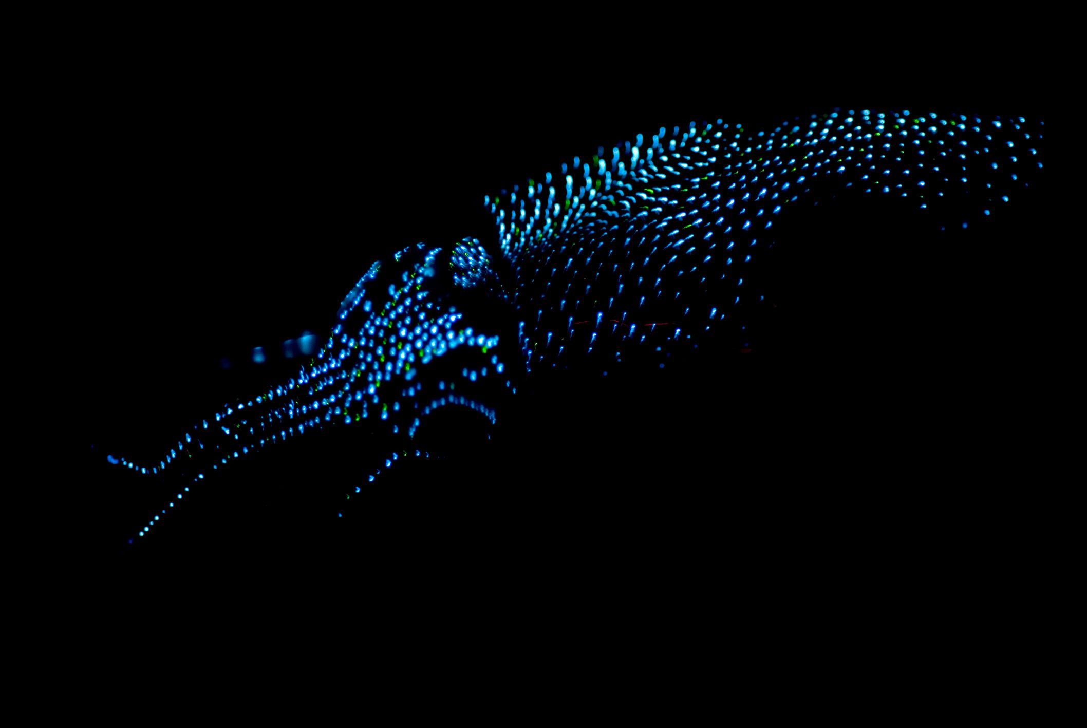 Bioluminescence: The greatest light show of them all