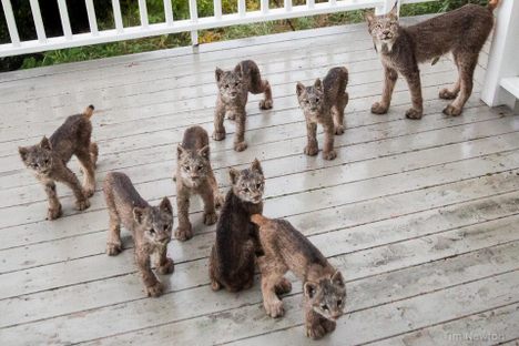 Look at These 7 Baby Lynxes and Their Mom