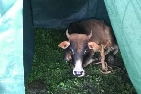 This cow was the bait for the decoy, but was kept at a distance from the trap. 