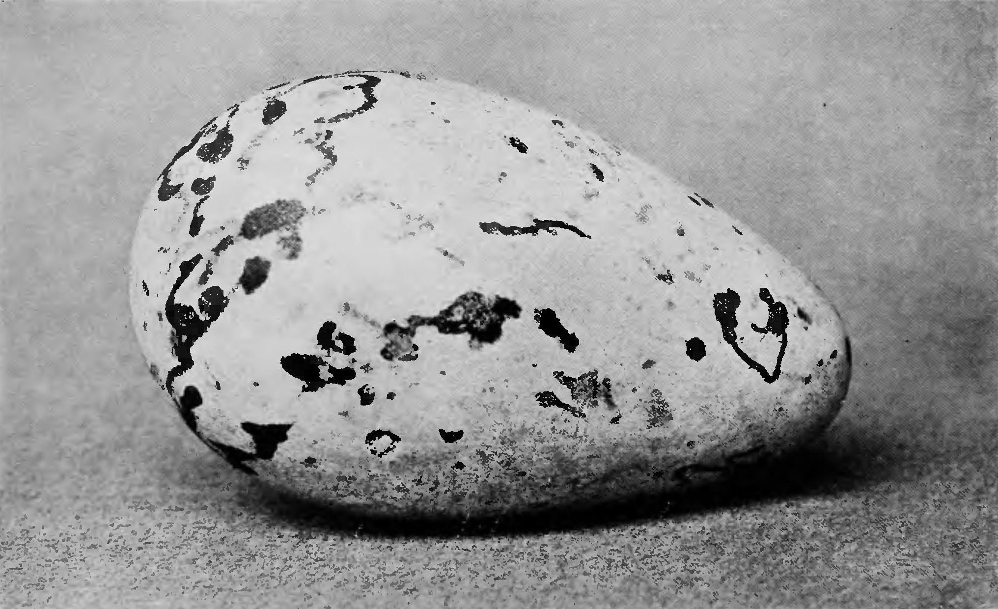A great auk egg.
