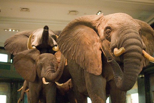 Closeup of the elephant herd.