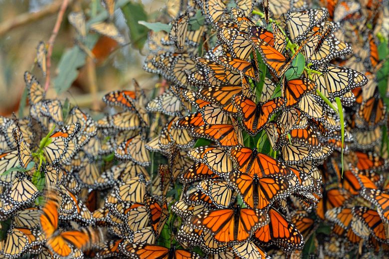 Monarch Butterflies Developing at Hidden Oaks