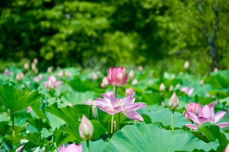 Kenilworth Park & Aquatic Gardens truly come to life in the summer.